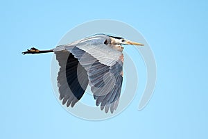 Great Blue Heron