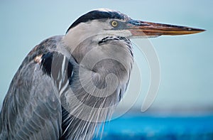 Great blue heron