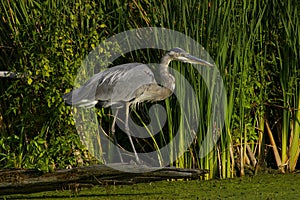 Great Blue Heron