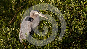 Great blue Heron