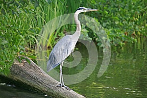 Great Blue Heron photo