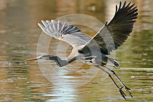 Great Blue Heron