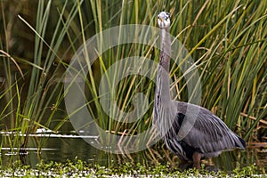 Great blue heron