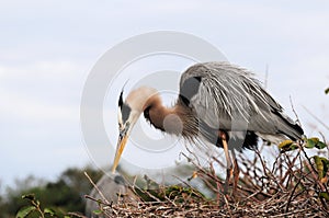 Great blue heron