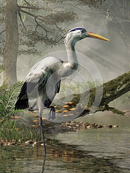 Great Blue Heron