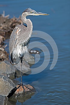 Great Blue Heron