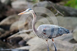 Great Blue Heron