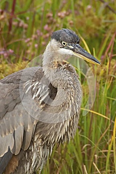 Great Blue Heron