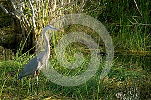 Great Blue heron