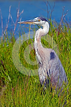 Great Blue Heron