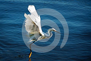 Great Blue Heron