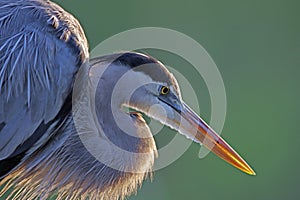 Great Blue Heron