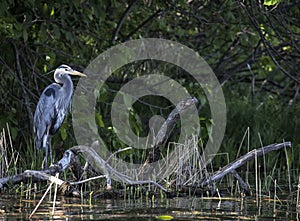 Great Blue Heron