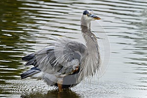 Great blue heron