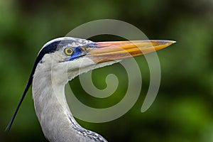 Great blue heron