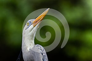 Great blue heron