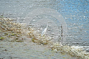 Great blue heron