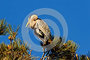 Great Blue Heron