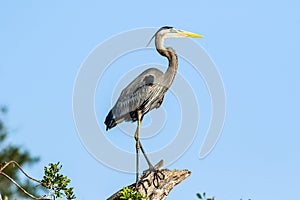 Great Blue Heron