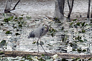 Great Blue Heron