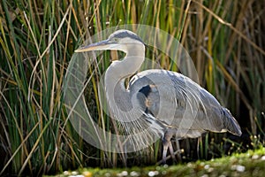 Great Blue Heron