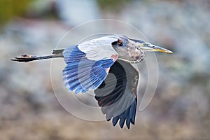 Great Blue Heron