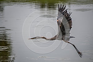 Great blue heron above water surface