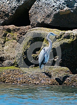 Great Blue Heron in the Alamitos Bay / Channel in Long Beach California