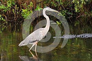 Great blue heron and alligator