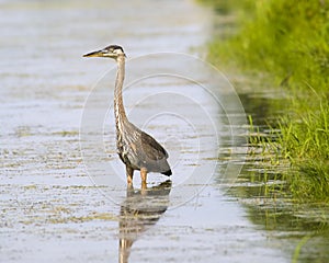 Great blue heron alone