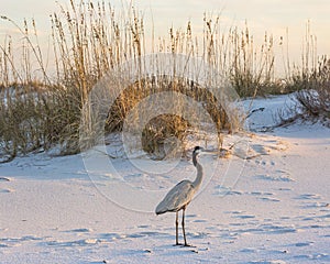 Great Blue Heron Amidst the Dunes