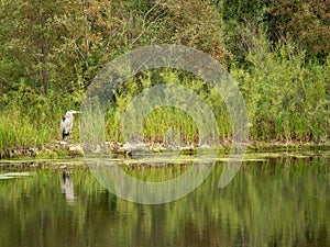 Great blue heron amongst vegitation photo