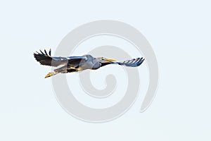 Great Blue Heron, Ardea cinerea, flying from left to right with wings outstretched and eye contac