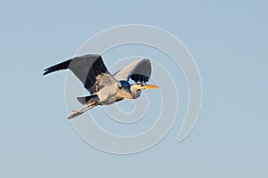 Great Blue Heron, Ardea cinerea, flying from left to right with wings raised and eye contact