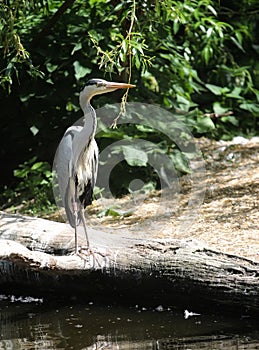 Great blue heron ardea cinerea
