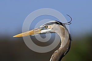 Great blue heron, ardea herodias