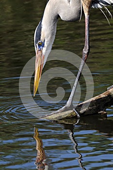 Great blue heron, ardea herodias