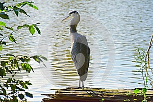 Great Blue Heron Ardea herodias