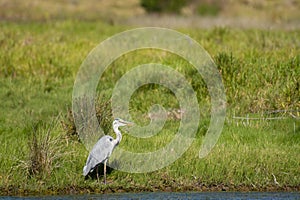 Great blue heron Ardea herodias