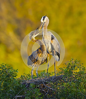 Great Blue Heron, Ardea herodias photo