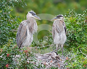 Great Blue Heron, Ardea herodias photo