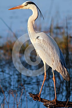 Great blue heron (Ardea herodias) photo