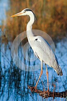 Great blue heron (Ardea herodias)