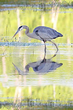 Great Blue Heron (Ardea Herodias)