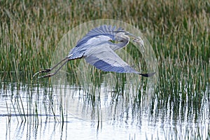 Great blue heron, ardea herodias