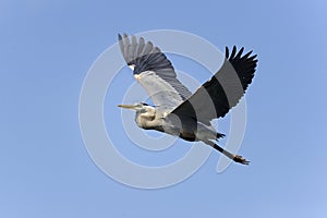 Great blue heron, ardea herodias