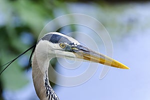 Great blue heron, ardea herodias