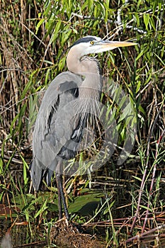 Great Blue Heron (Ardea Herodias) photo