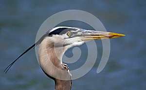 Great Blue Heron (Ardea herodias)