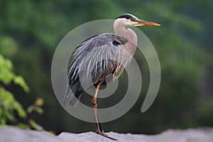 Great Blue Heron (Ardea Herodias) photo